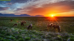 wild horses wallpaper hd